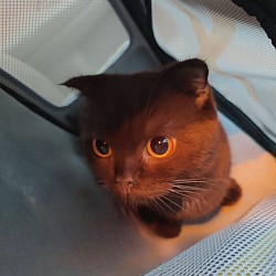 ส่งสัตว์เลี้ยง